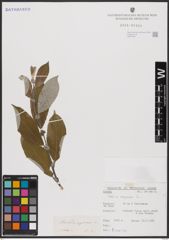 Foto von Salix caprea L.